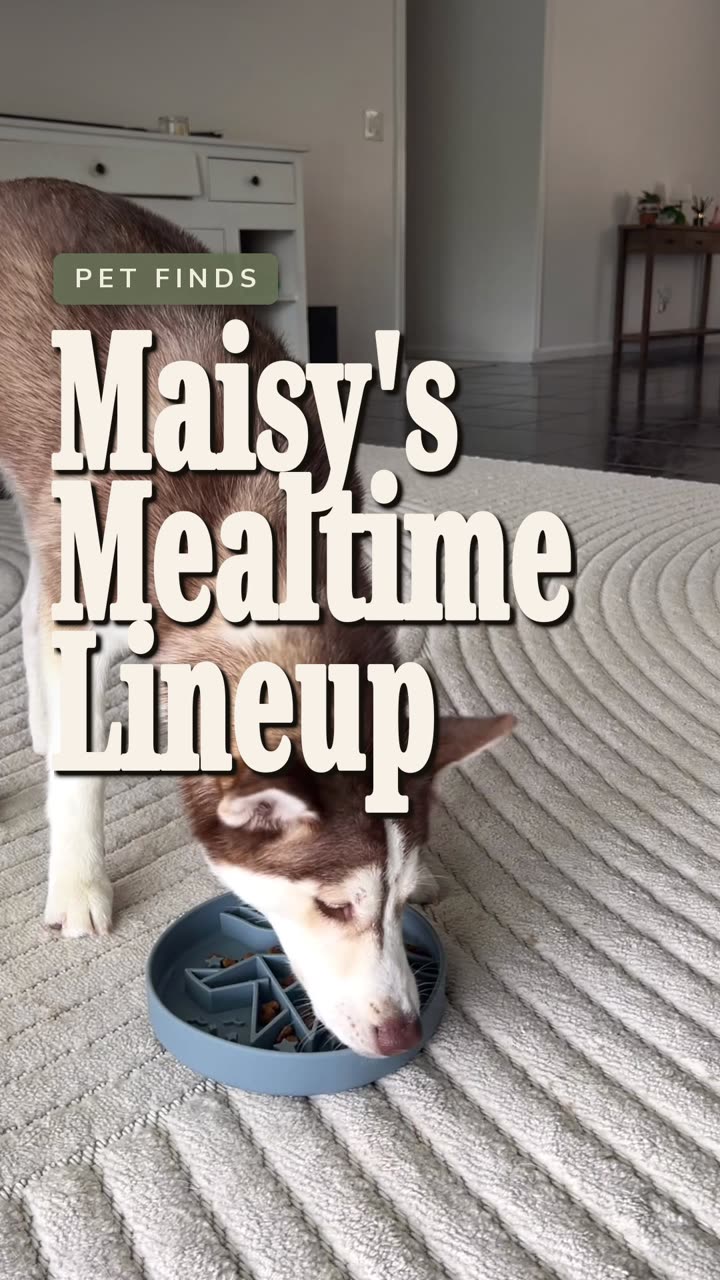 Maisy eating from a slow feeder beside Barks and Brownies treats