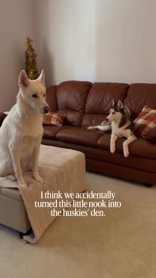Ghost and Maisy in their favorite den at home