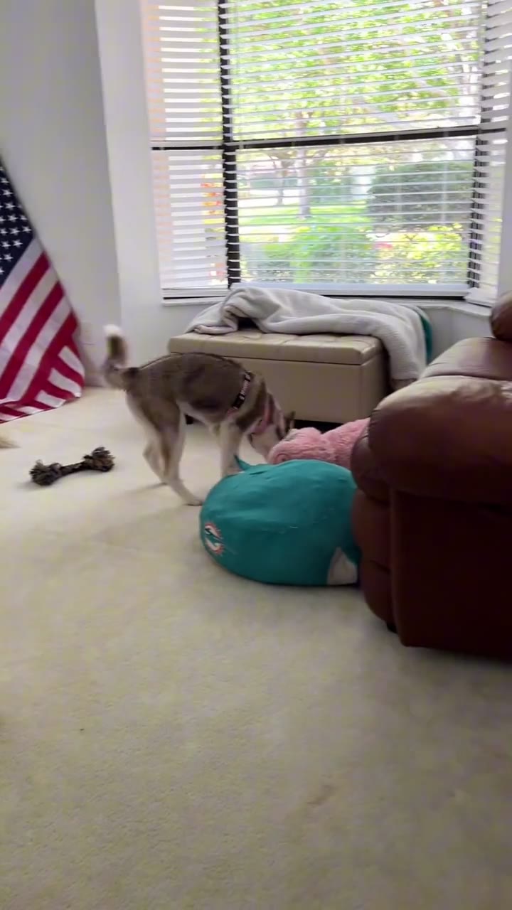 A lived-in home cleaning story featuring Ali's huskies