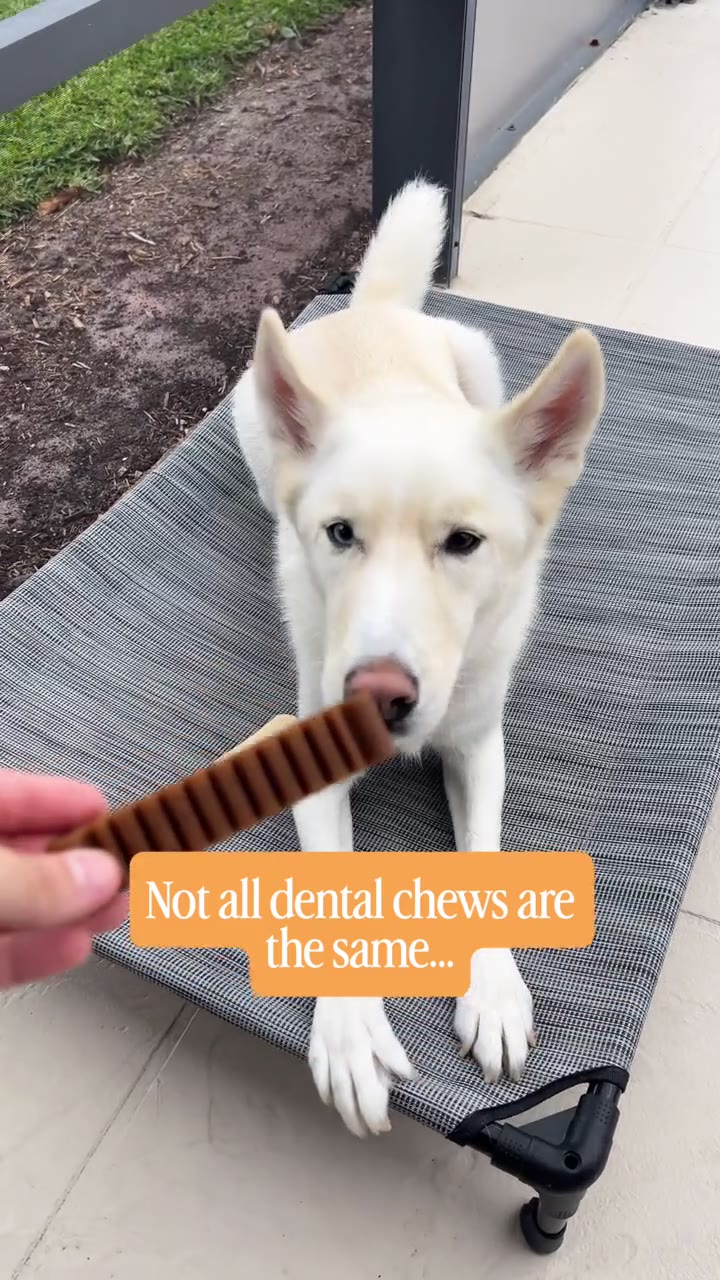 Groovies dental chews styled with their product packaging