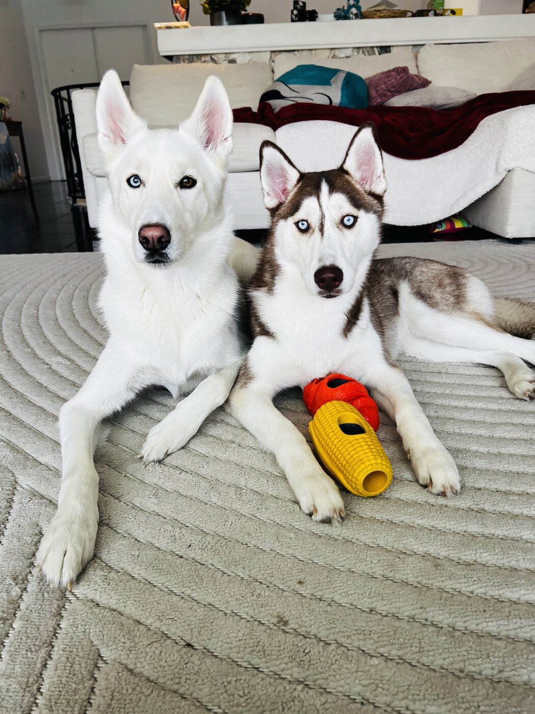 Ghost and Maisy, two Siberian huskies available for pet content