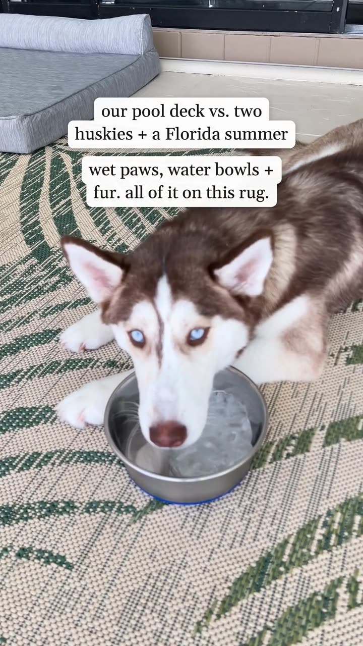 Maisy drinking from a water bowl on the outdoor rug by the pool