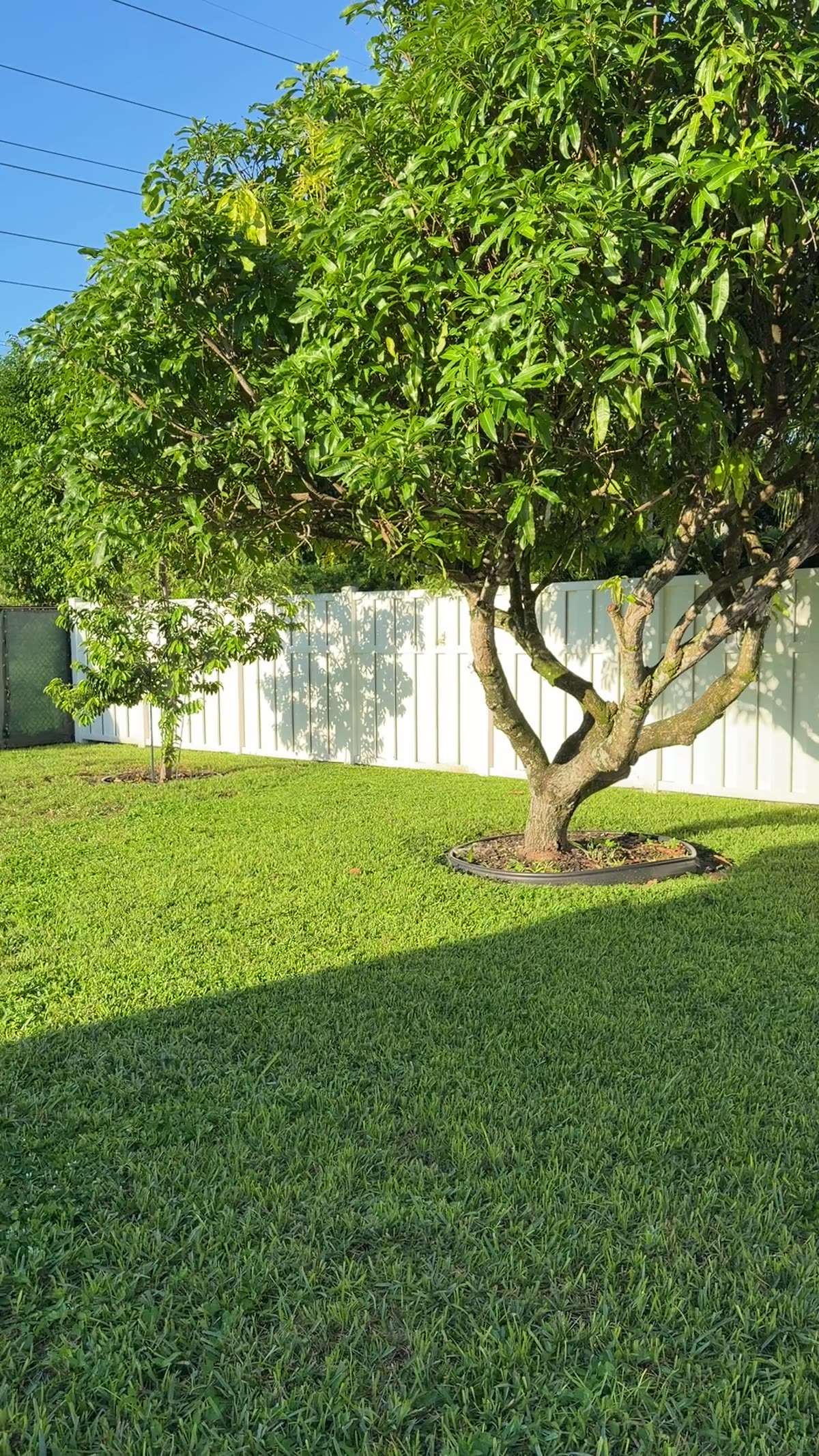 Large green South Florida backyard available for filming